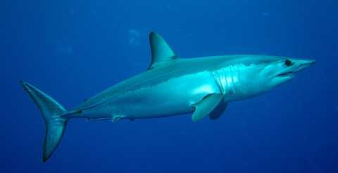 Dal "bianco" al "mako", dal palombo alla verdesca: tutti gli squali presenti nell'Adriatico